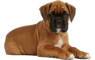 Boxer Dog PNG