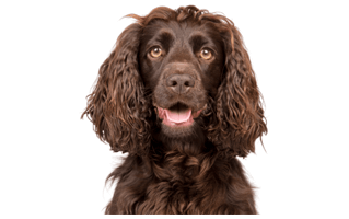 Boykin Spaniel PNG