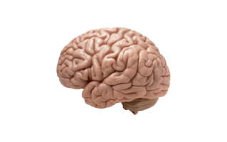 Brain PNG