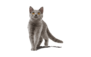 British Shorthair PNG