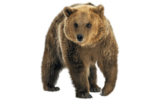 Brown Bear PNG