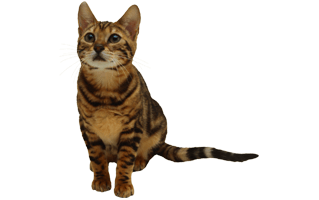 Brown Cat PNG