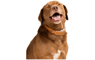 Brown Dog PNG