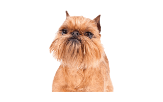 Brussels Griffon PNG