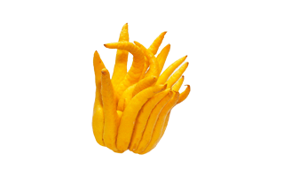 Buddhas Hand PNG