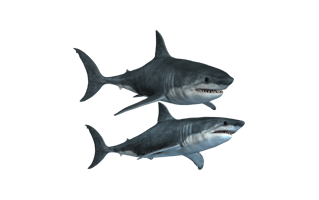 Bull Shark PNG