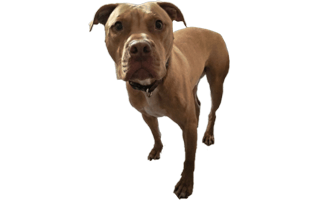 Bull Terrier PNG