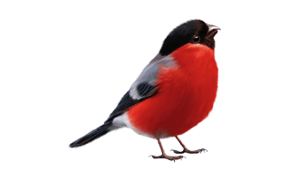 Bullfinch PNG