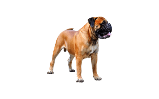 Bullmastiff PNG