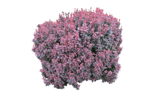 Bush Plant PNG