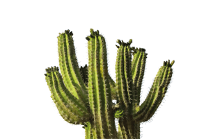 Cactus PNG