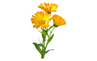 Calendula Marigold PNG