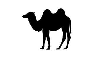 Camel Silhouette