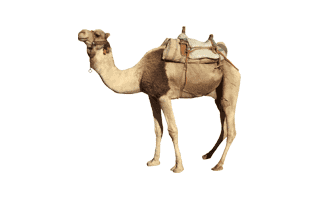 Camel