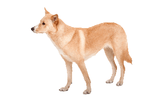 Canaan Dog PNG
