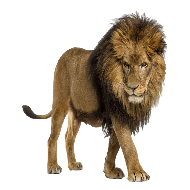 Cape Lion Transparent Clipart