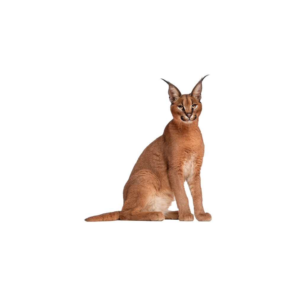 Caracal Cat Transparent Photo