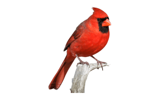 Cardinal PNG