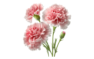 Carnation PNG