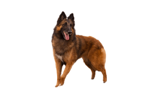 Carpathian Sheep Dog PNG