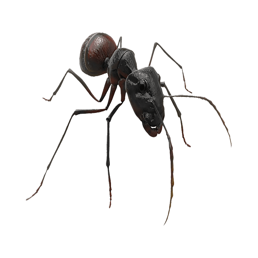 Carpenter Ant Transparent Clipart