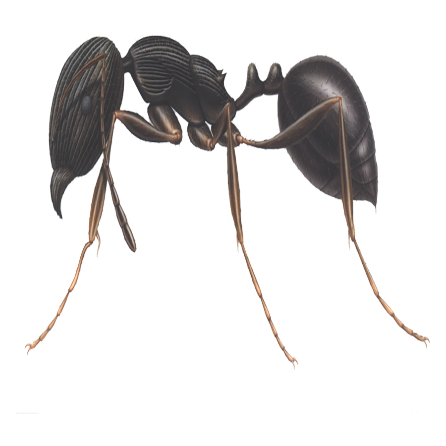 Carpenter Ant Transparent Gallery