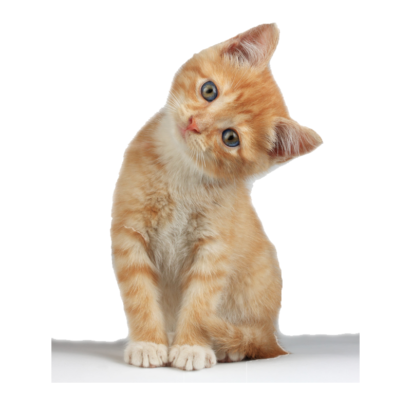 Cat Transparent Clipart