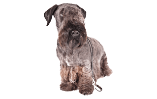 Cesky Terrier PNG