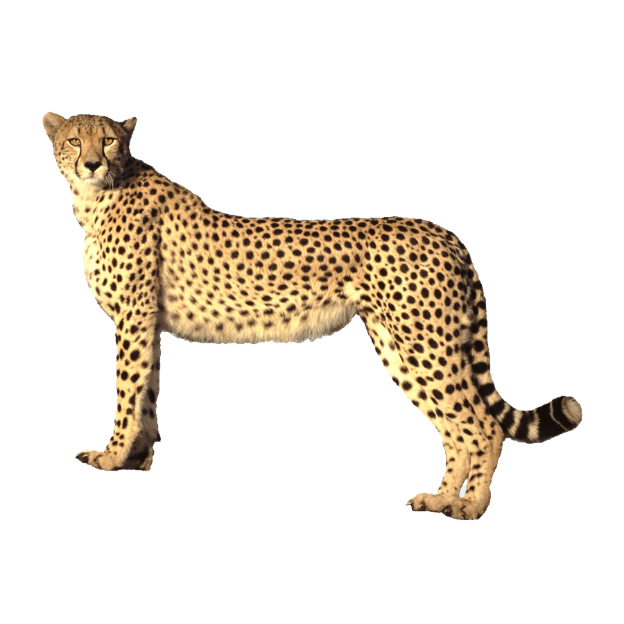 Cheetah Transparent Photo