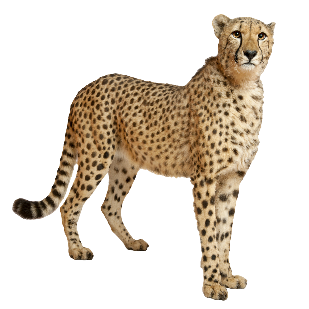Cheetah Transparent Clipart