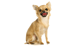 Chihuahua PNG