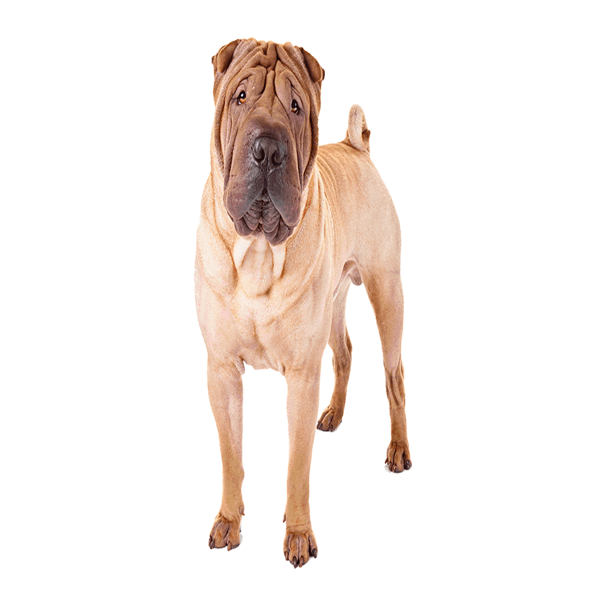 Chinese Shar Pei Transparent Picture