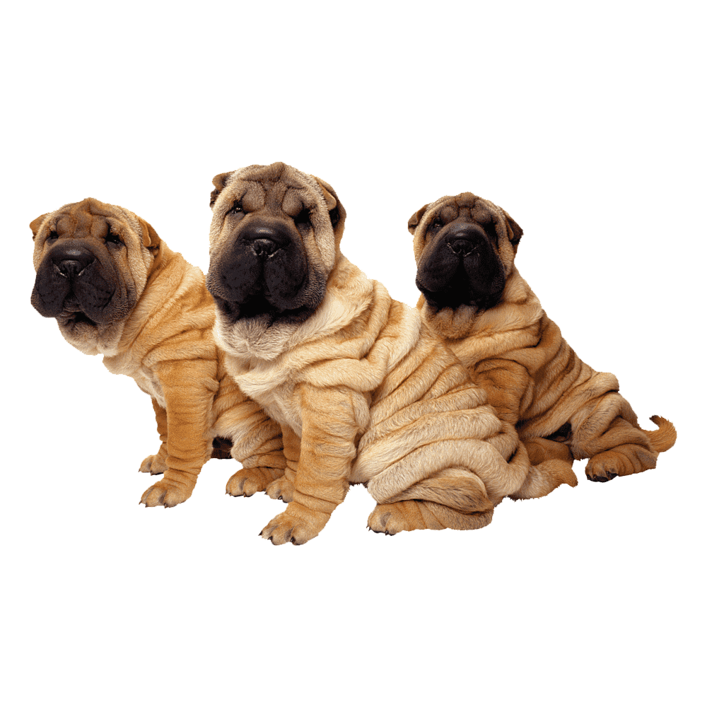 Chinese Shar Pei Transparent Gallery
