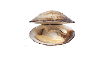 Clam PNG