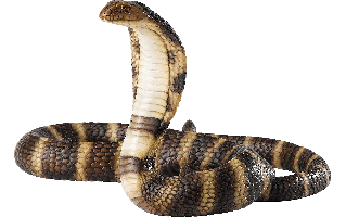 Cobra PNG