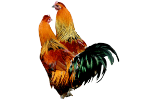 Cock PNG