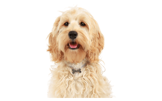 Cockapoo Dog PNG