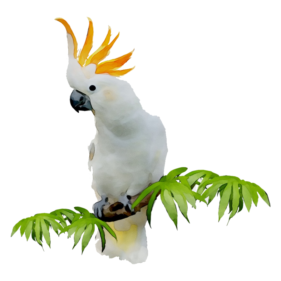 Cockatoo Transparent Picture