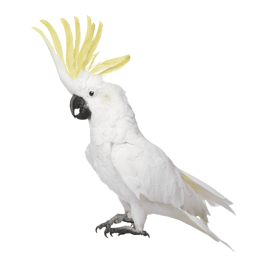 Cockatoo Transparent Clipart