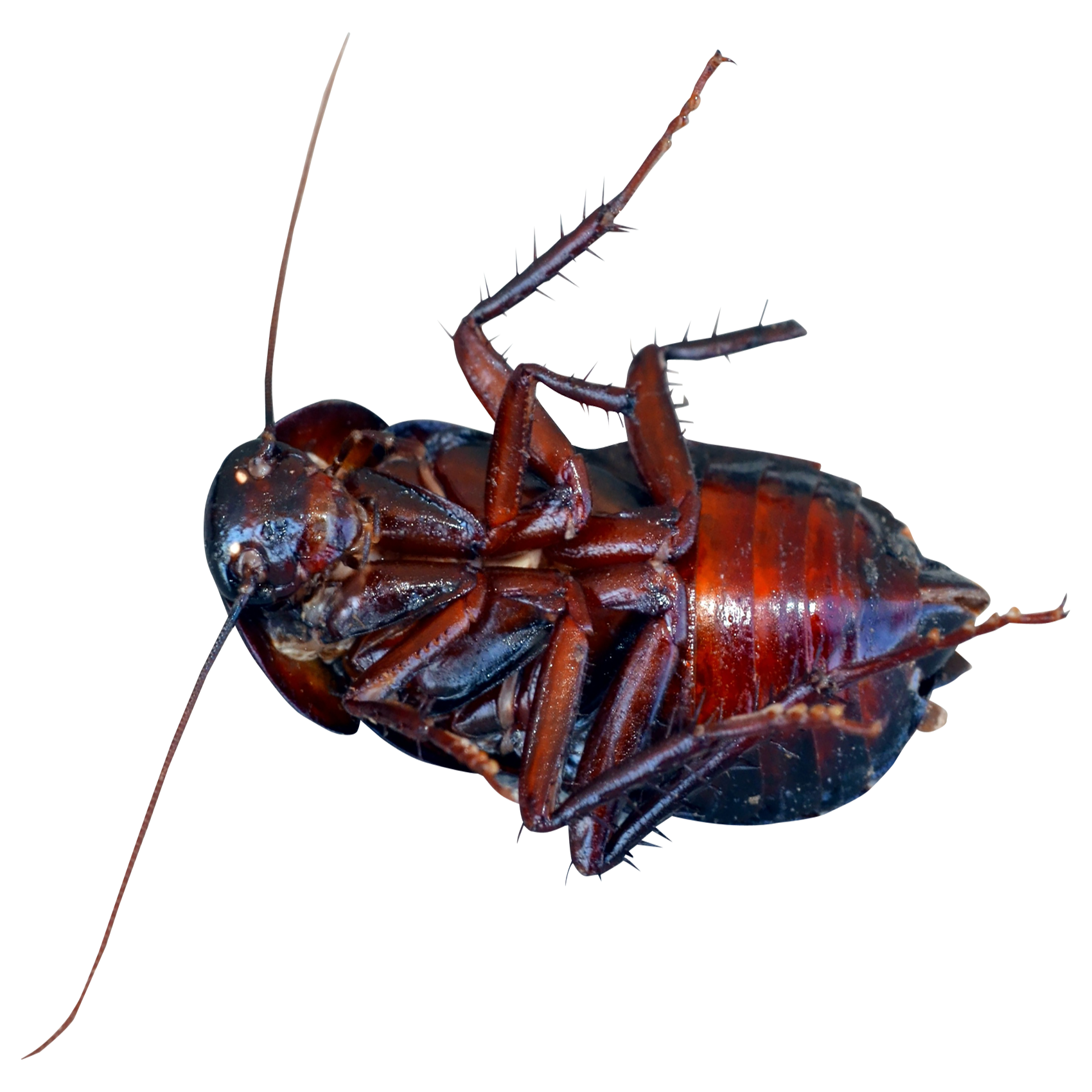 Cockroach Transparent Image