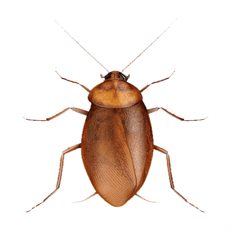 Cockroach Transparent Photo