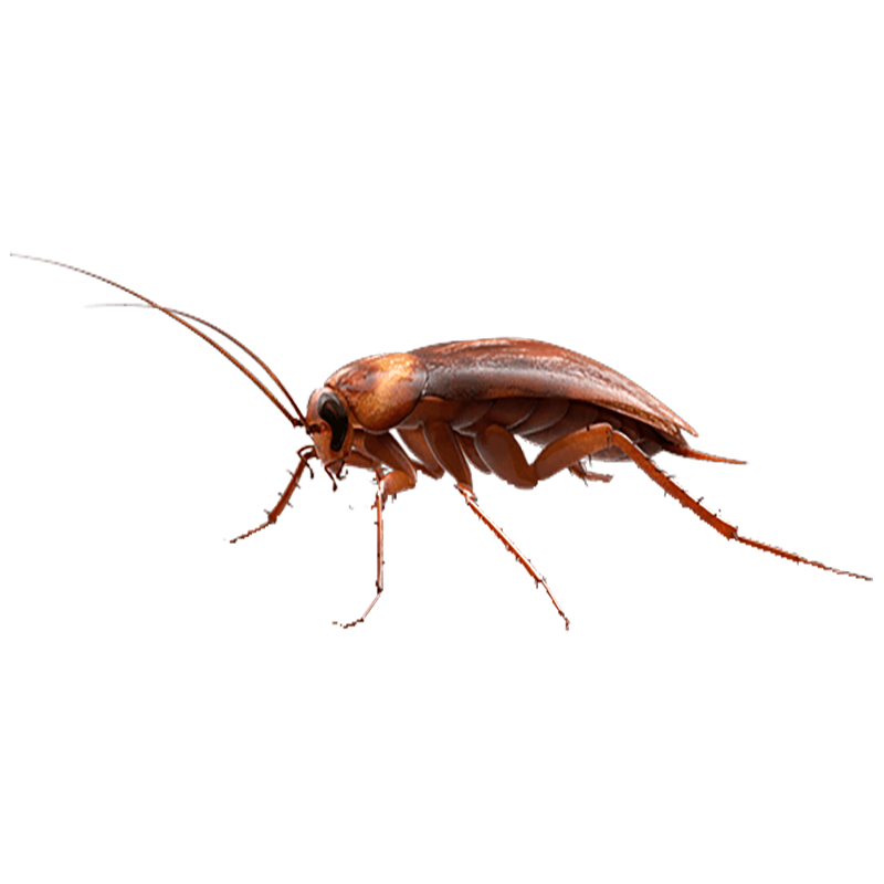 Cockroach Transparent Picture