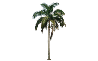 Coconut Tree PNG