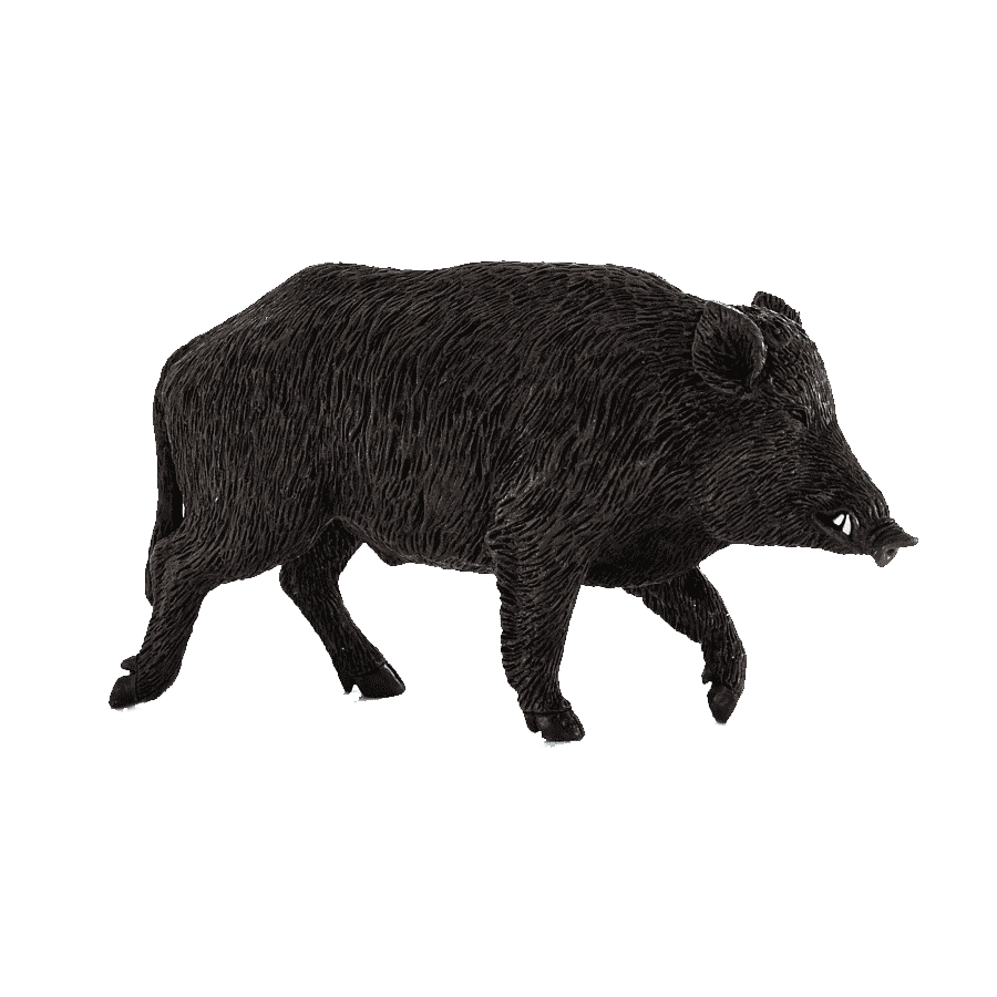 Collared Peccary Transparent Gallery