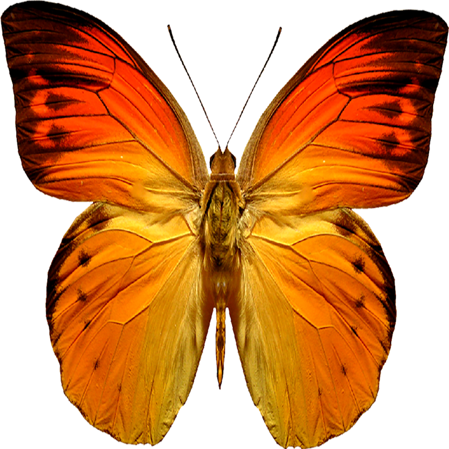Colorful Butterfly Transparent Clipart