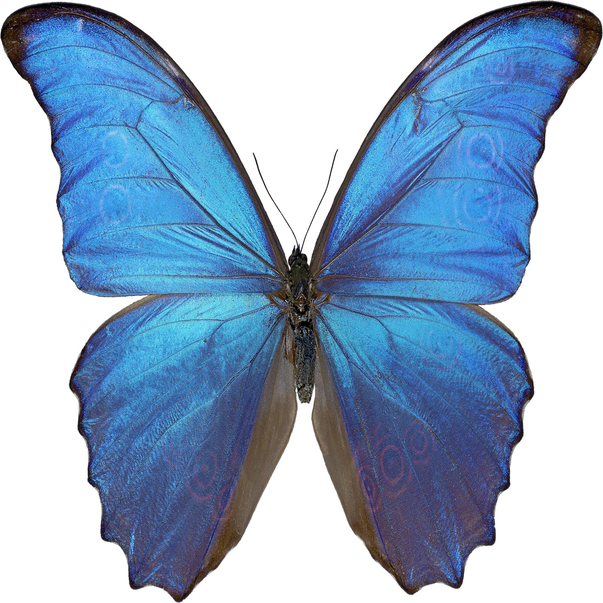 Colorful Butterfly Transparent Gallery
