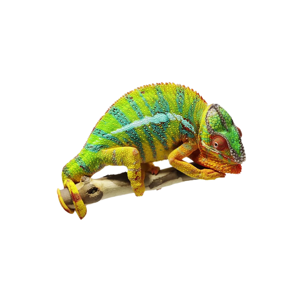 Colorful Chameleon Transparent Image