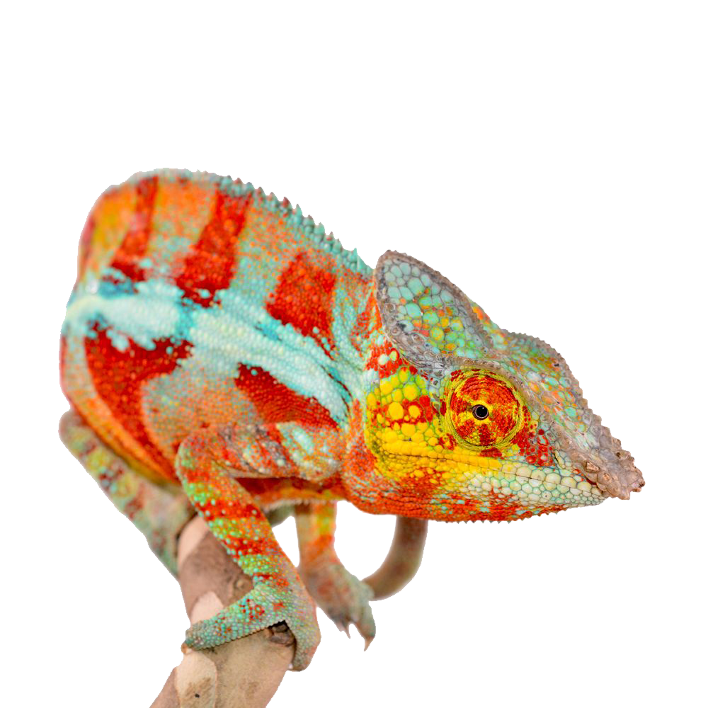 Colorful Chameleon Transparent Picture