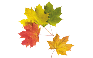 Colourful Leaf PNG