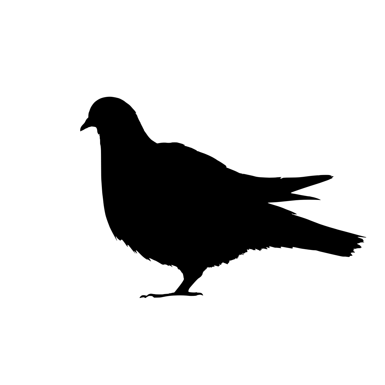 Columbidae Transparent Clipart